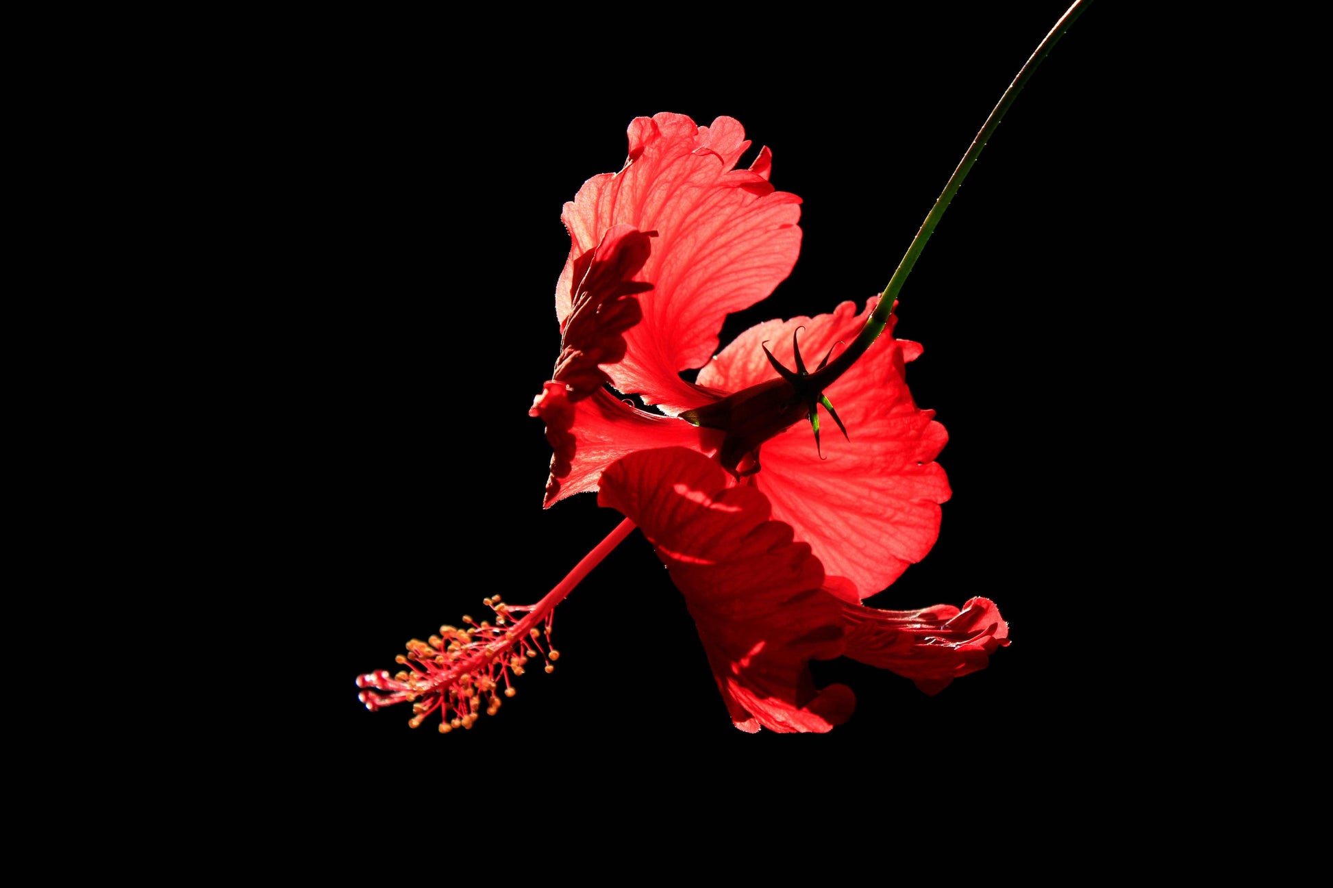 Red Hibiscus Powder